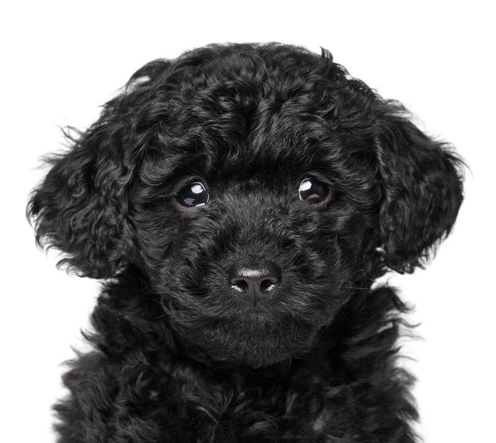 Chó Poodle đen